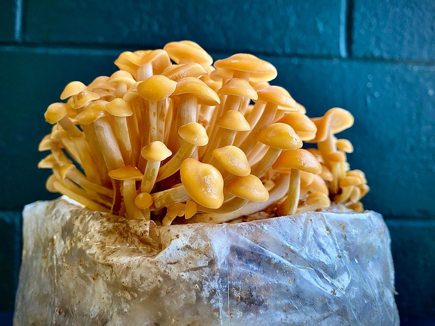 Mushroom grow bags