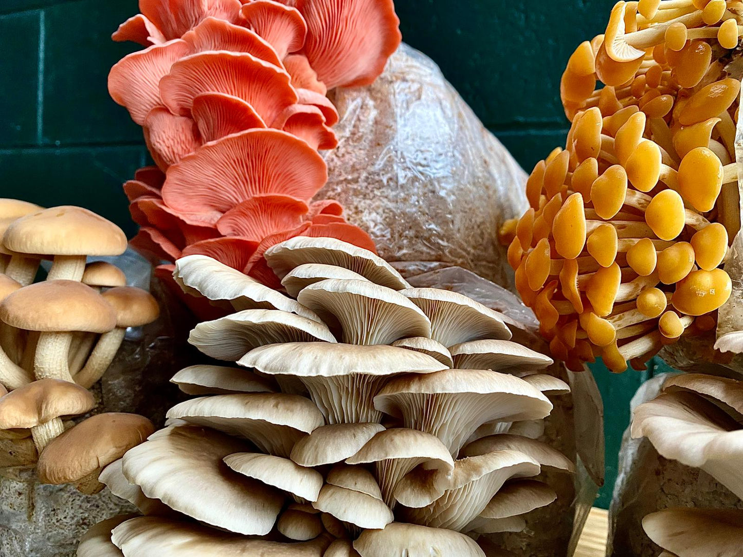 Mushroom grow bags