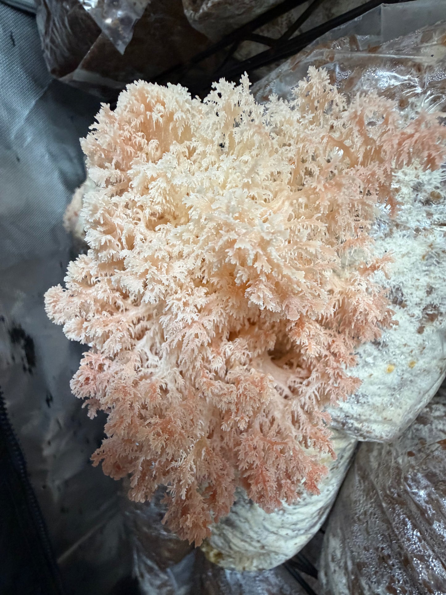 1KG Fresh Lions Maine