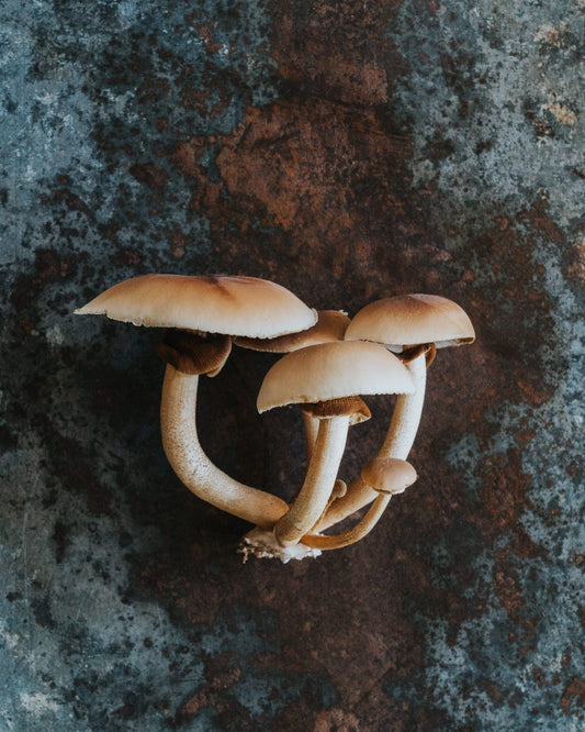 1KG Tawaka Mushrooms