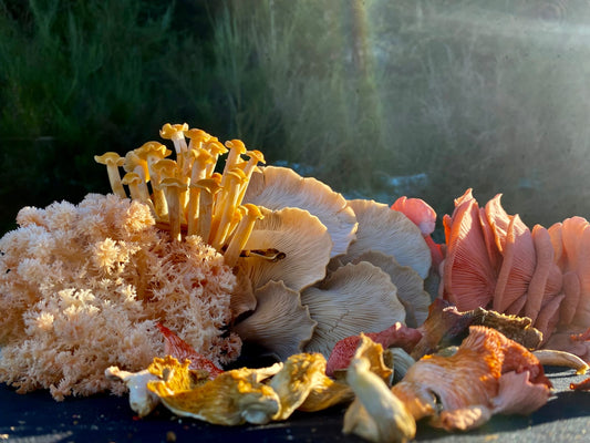 1kg Mixed Exotic Mushrooms