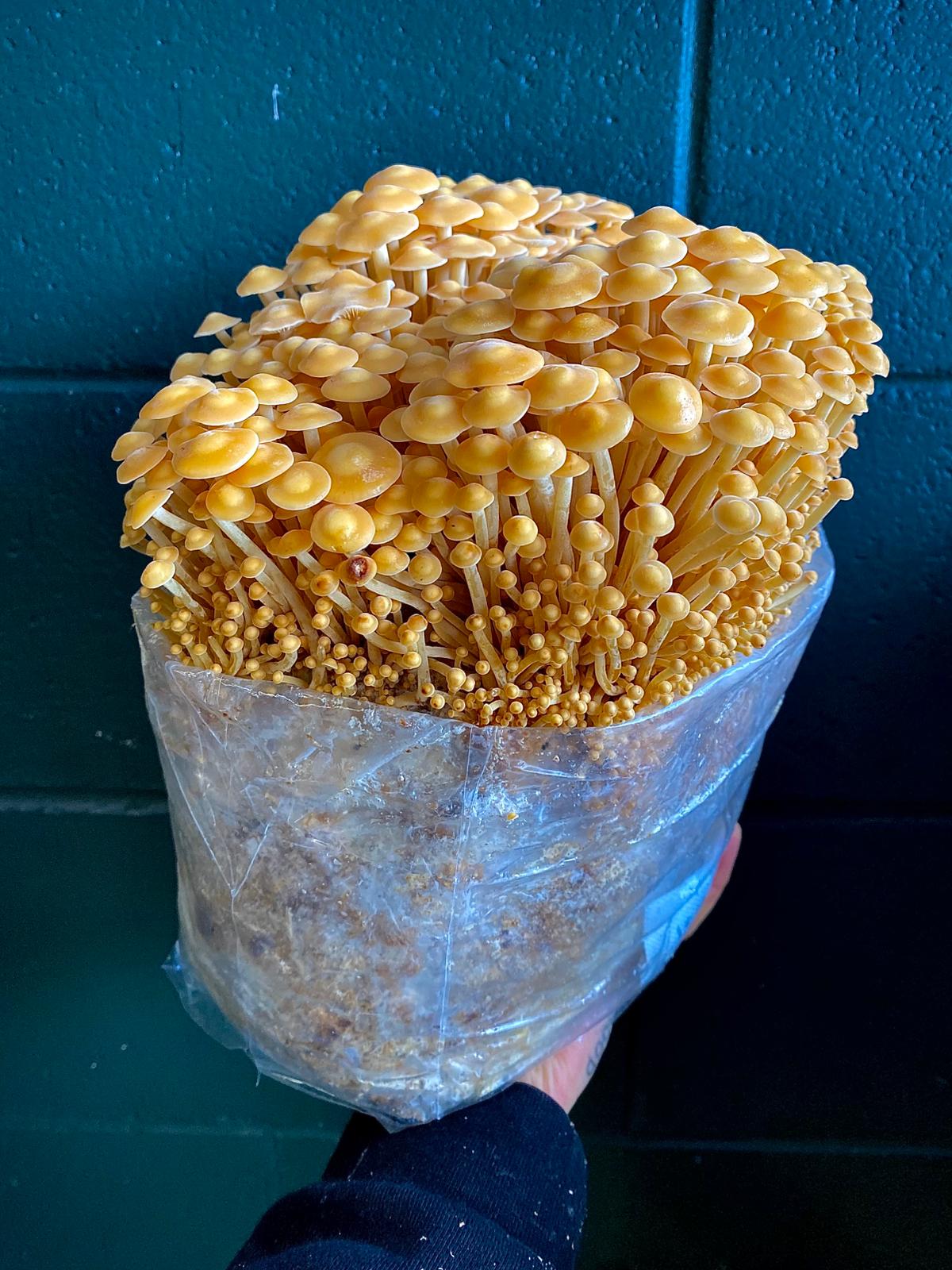 Mushroom grow bags