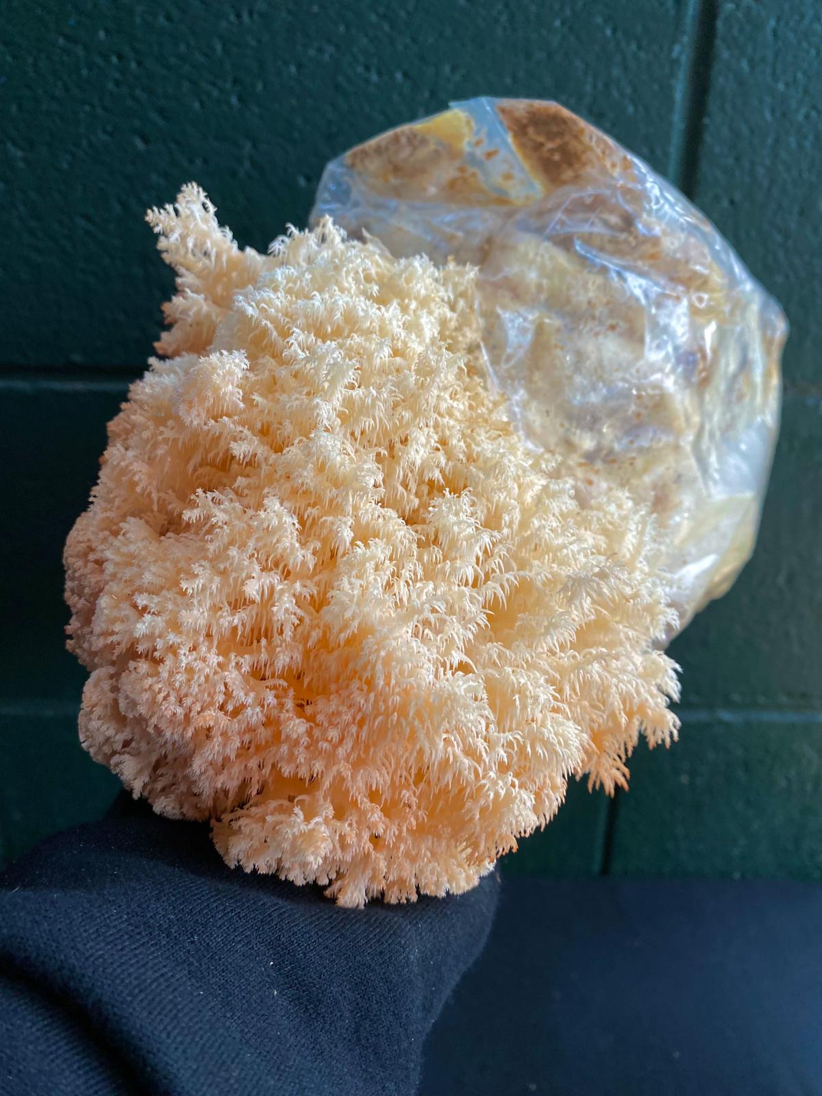 Mushroom grow bags