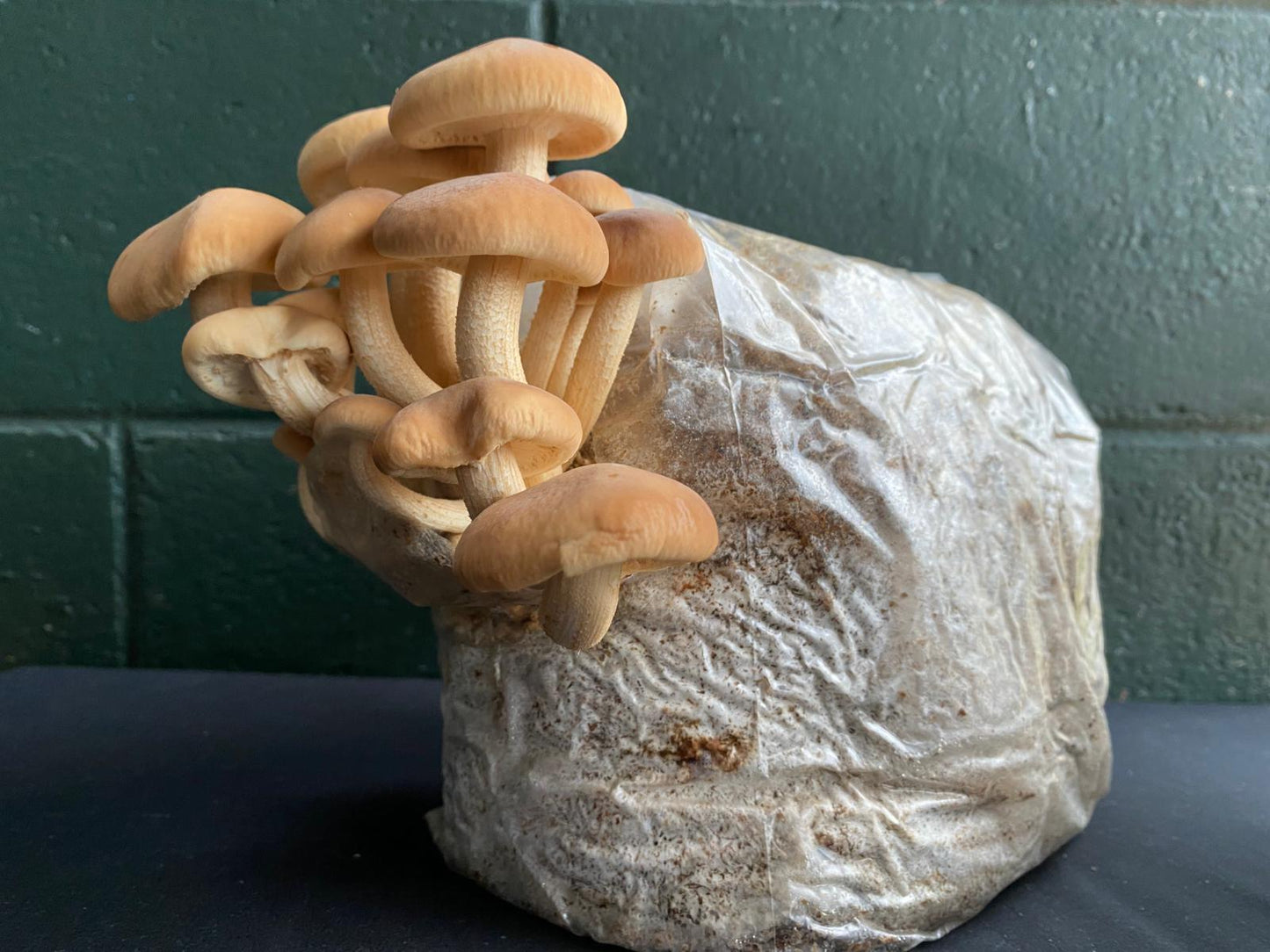 Mushroom grow bags