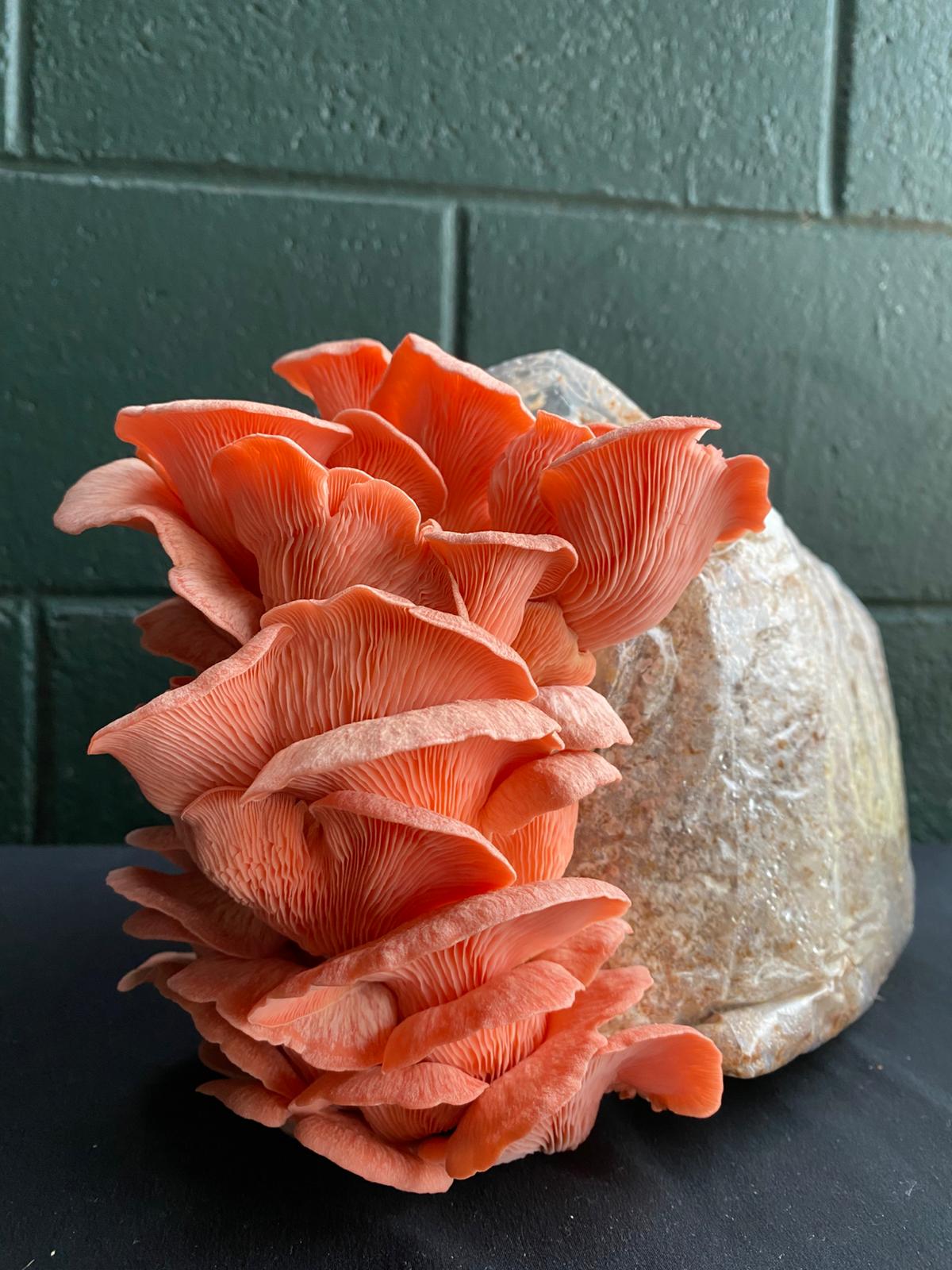 Mushroom grow bags