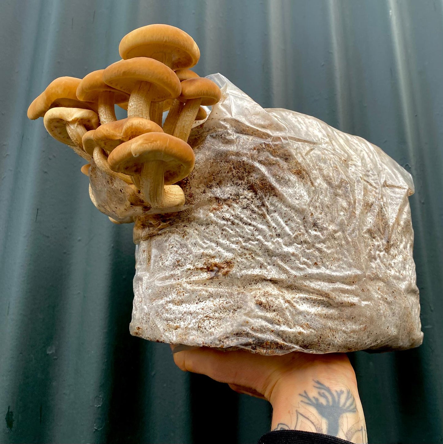 Mushroom grow bags