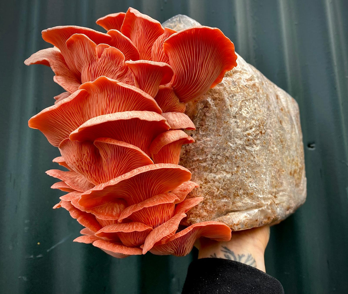 Mushroom grow bags