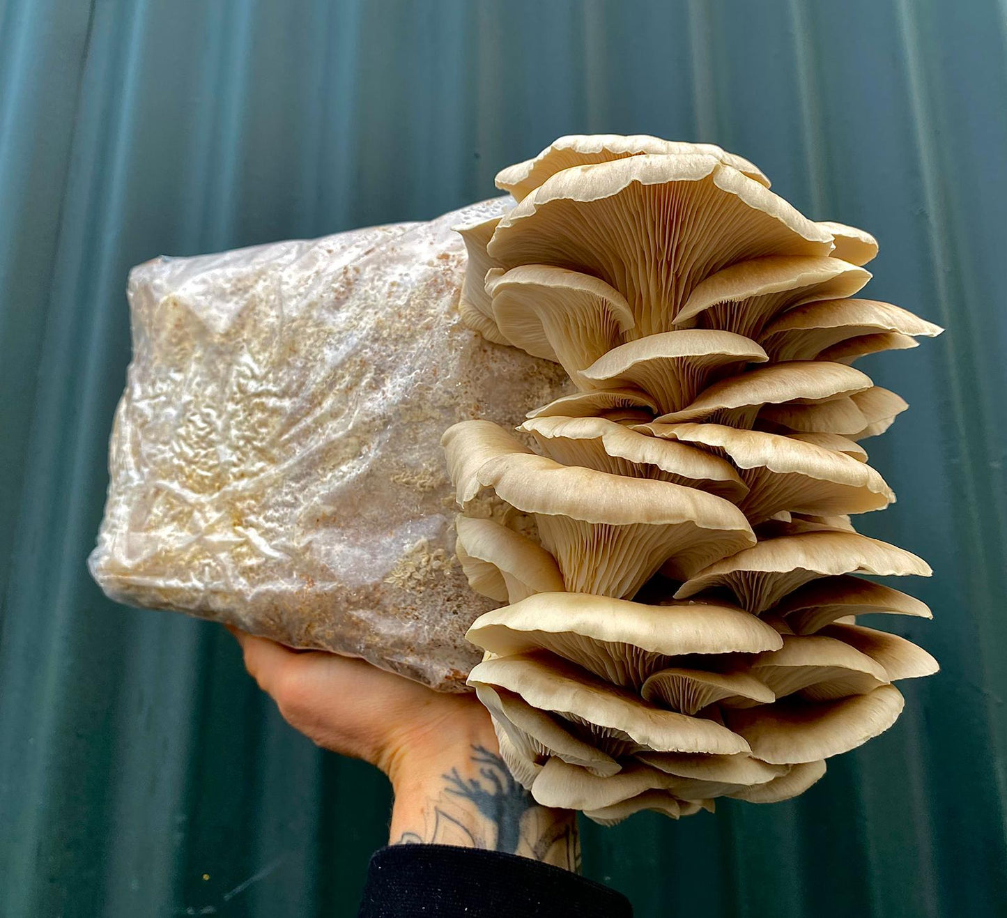 Mushroom grow bags