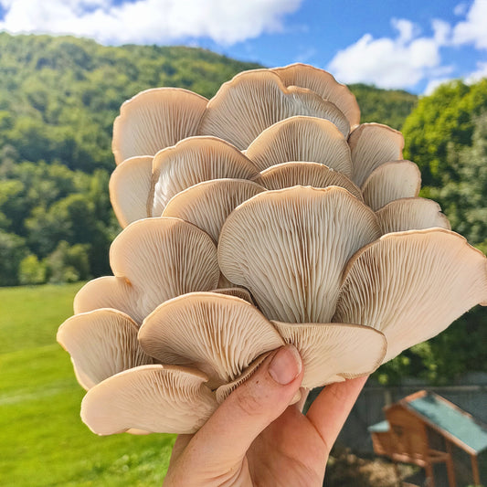 Phoenix oyster mushrooms