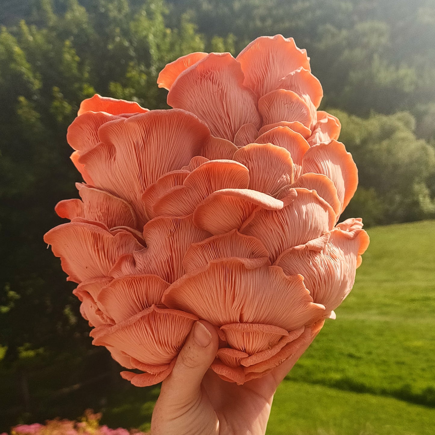 Pink oysters mushrooms