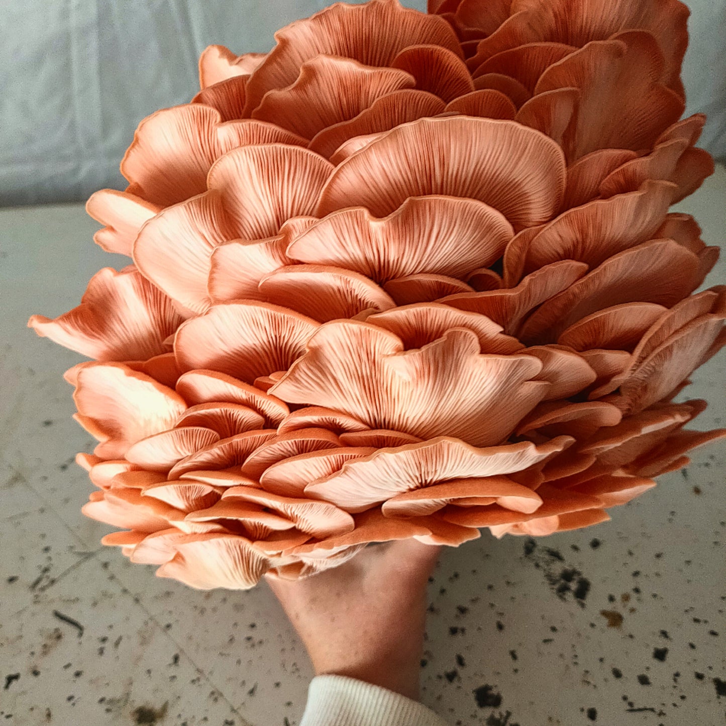 Pink oysters mushrooms