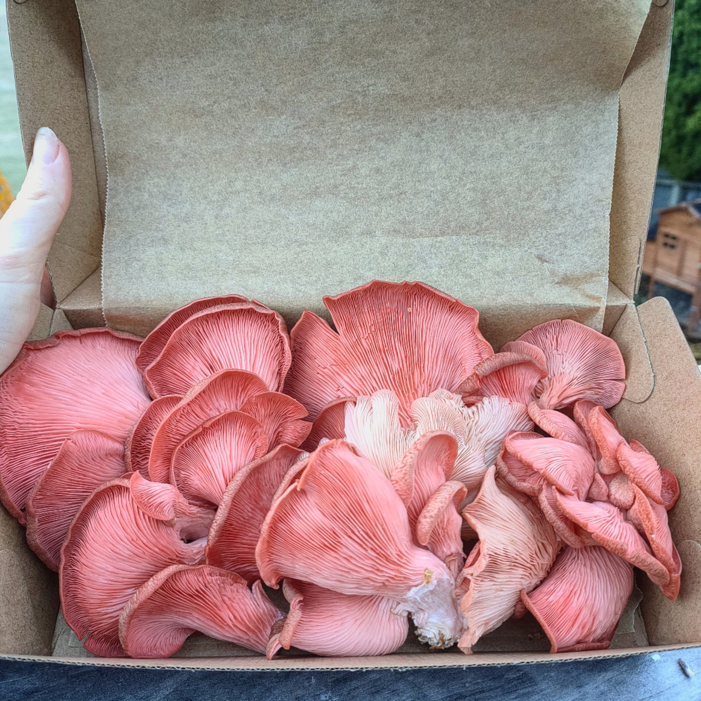 Pink oysters mushrooms