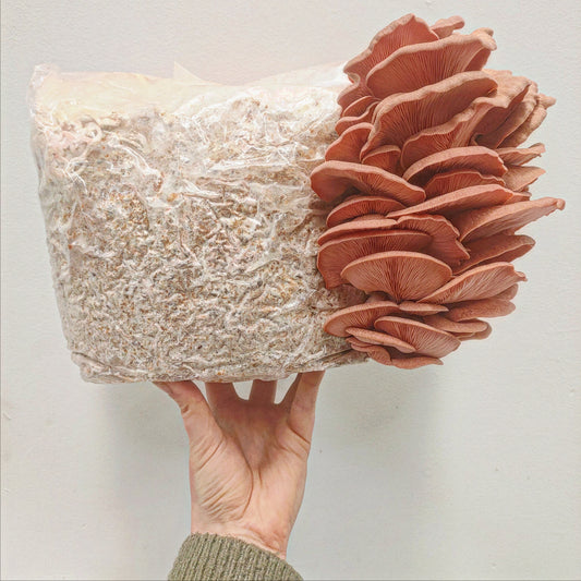 Mushroom grow bags