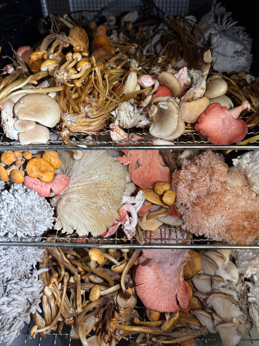 1kg Dried Mixed Mushrooms