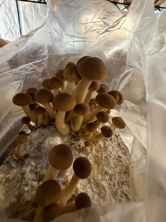 1KG Tawaka Mushrooms