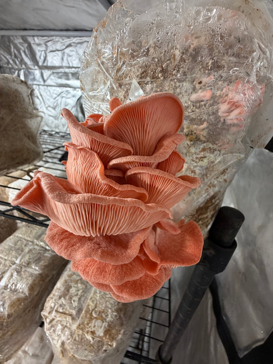 1KG Pink Oyster Mushrooms