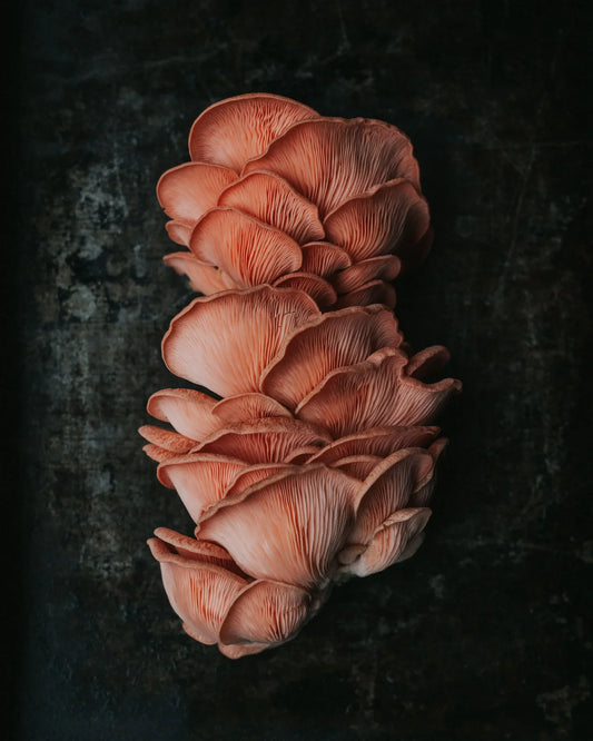 1KG Pink Oyster Mushrooms