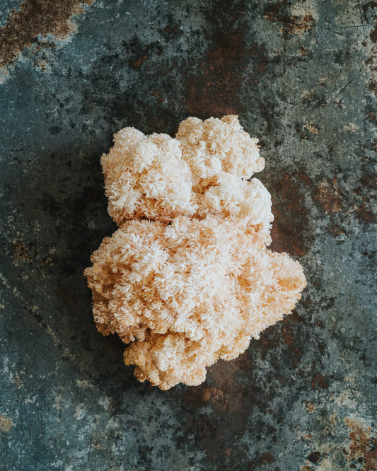 1KG Fresh Lions Mane