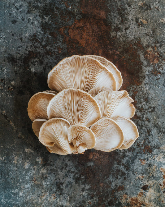 1kg Fresh Phoenix Oyster Mushrooms